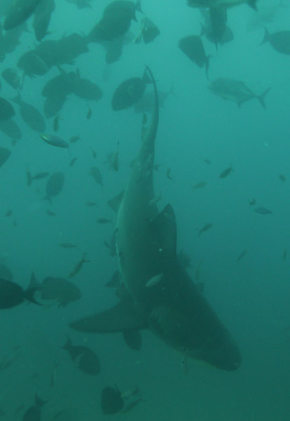 Shark dive, Beqa Channel