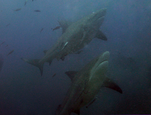 A pair of big bull sharks pass overhead