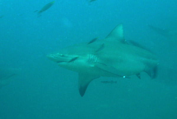 Bull shark, Beqa Channel - Fiji