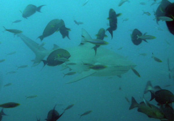 Bull shark with surgeonfish and fusiliers