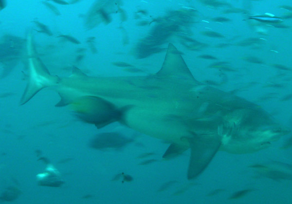 Most of these big bull sharks must be close to 3m long