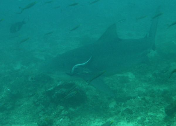 Bull shark, Beqa Channel - Fiji