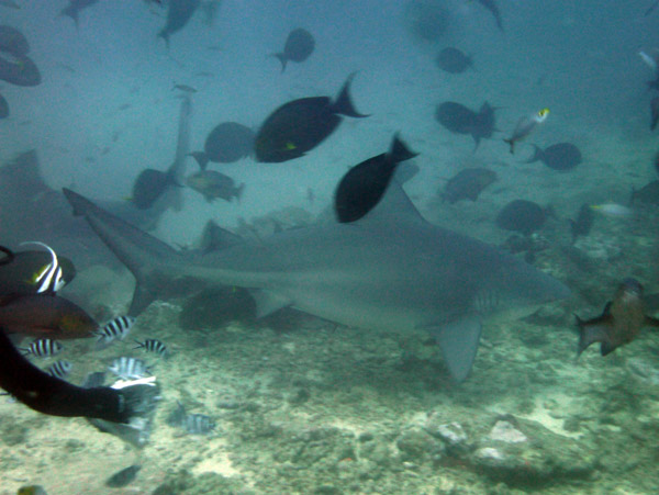 Shark Feeding, Beqa Channel - Fiji
