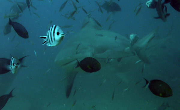 Bull shark, Beqa Lagoon