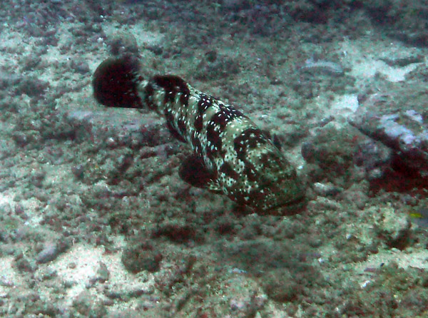 Malabar grouper passes by minding his own business