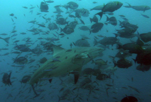 Bull shark in the fish ball, Beqa Channel