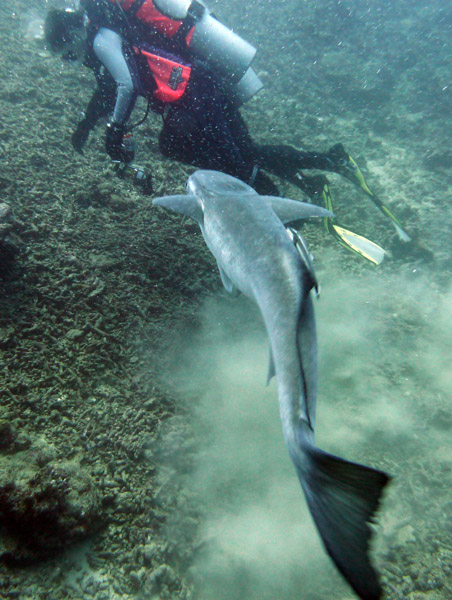 Remora off looking for a host