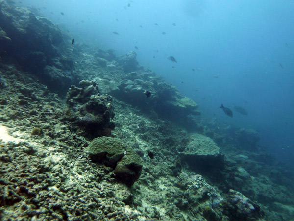 The reef sharks that were so plentiful on the first dive are nowhere to be seen