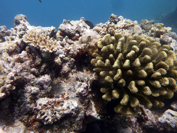 Coral reef - Beqa Channel