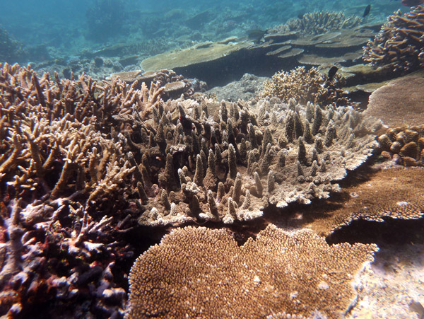 Coral reef - Beqa Channel