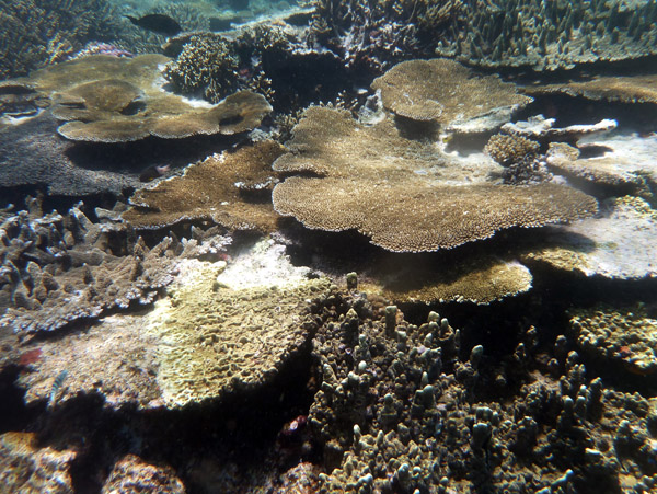 Coral reef - Beqa Channel