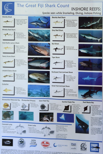 The Great Fiji Shark Count