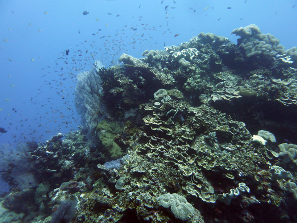 FijiDiveOct12 505.jpg