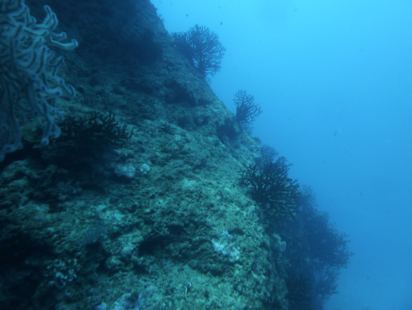 FijiDiveOct12 529.jpg