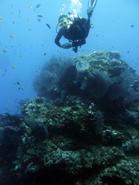 FijiDiveOct12 555.jpg