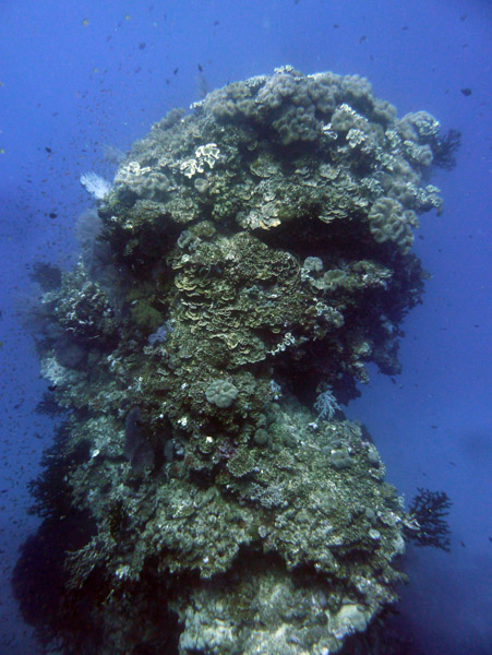 FijiDiveOct12 586.jpg