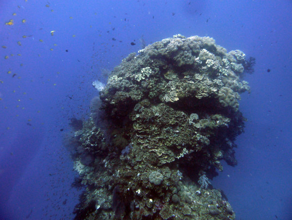 FijiDiveOct12 587.jpg