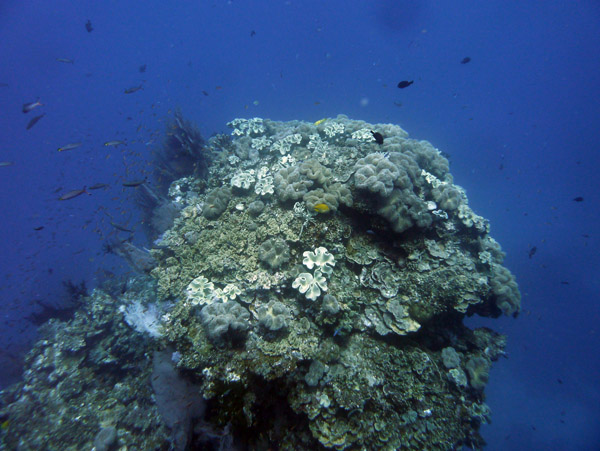 FijiDiveOct12 624.jpg