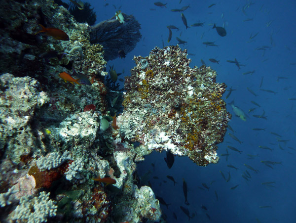 FijiDiveOct12 638.jpg