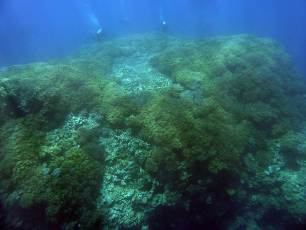 FijiDiveOct12 674.jpg