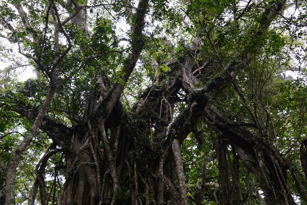 Large banyan tree within the Tavuni Hill Fort