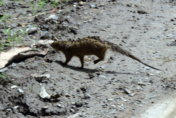 Indian brown mongoose (Herpestes fuscus) introduced to control rats in the sugarcane fields