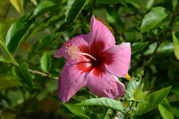 Tropical flower, Fiji