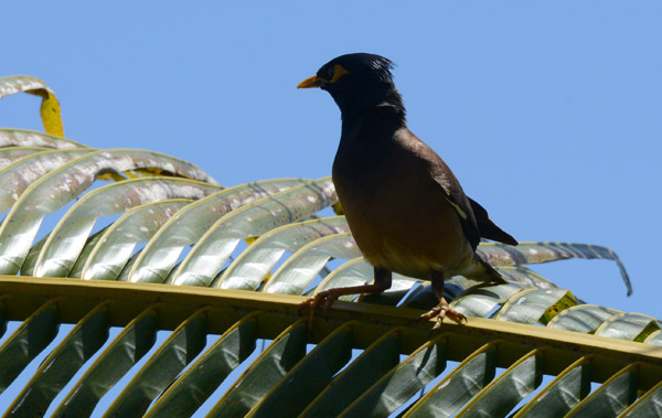 Bird on a palm, Pacific Harbour
