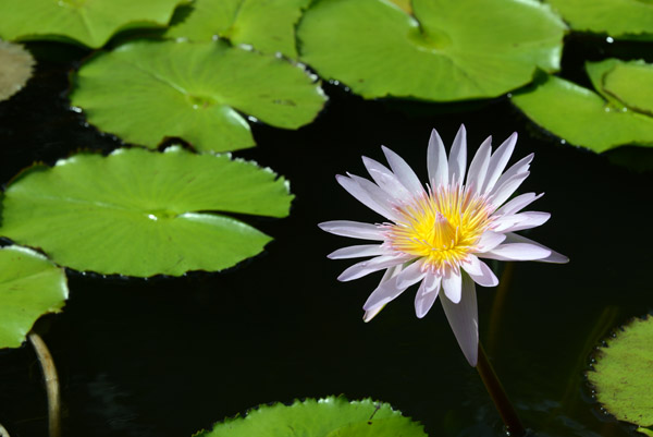 Pond lily, Pacific Harbour