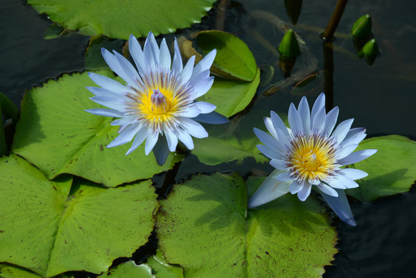 Pond lily, Pacific Harbour