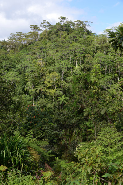 Fijian jungle