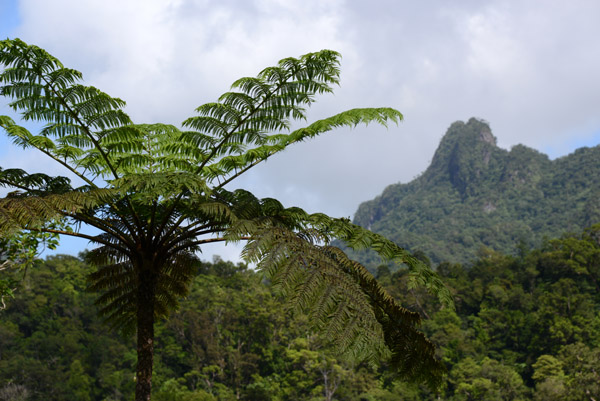 Fern tree, Viti Levu