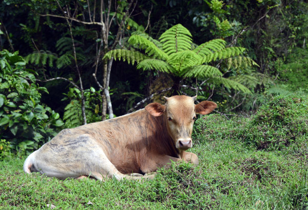 Cow hanging out on the side of Namosi Road