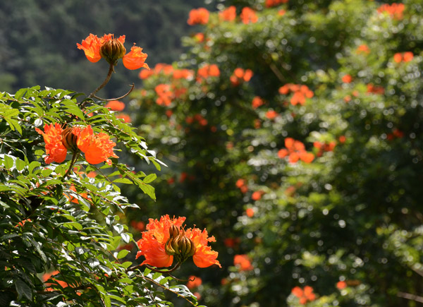 Tropical flowers brighten the otherwise green jungle
