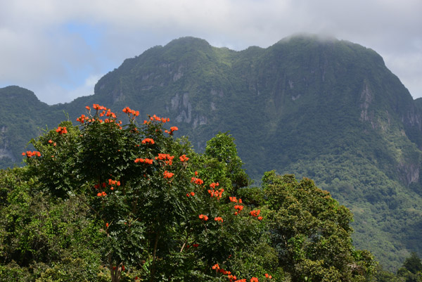 Flowering tree with rugged mountains of interior Viti Levu