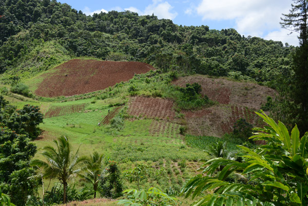 Agriculture near Navatuvula Village, Viti Levu-Fiji