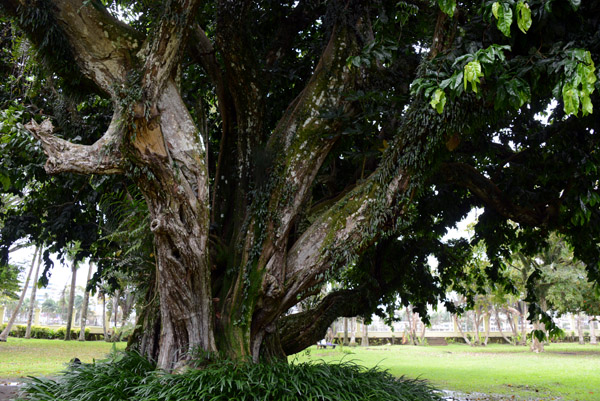 Thurston Gardens, Suva