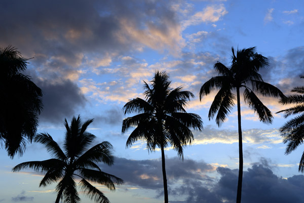 Palm trees at sunset, Suva