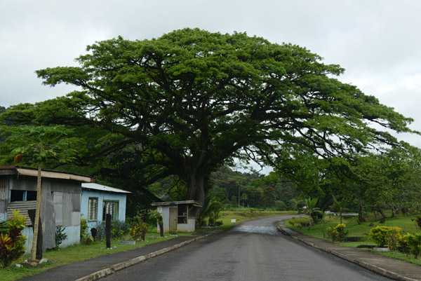 Kings Road passing beneath a giant tree in a small village