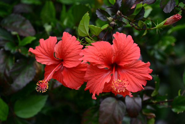 Hibiscus - Volivoli Beach Resort