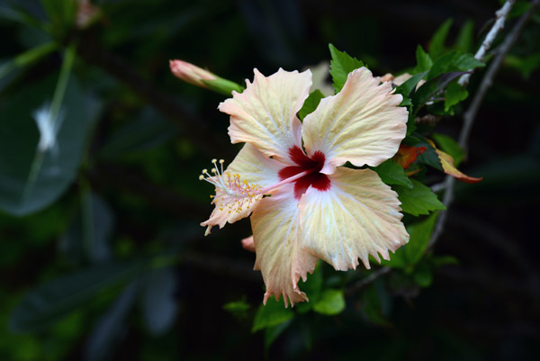 Hibiscus - Volivoli Beach Resort