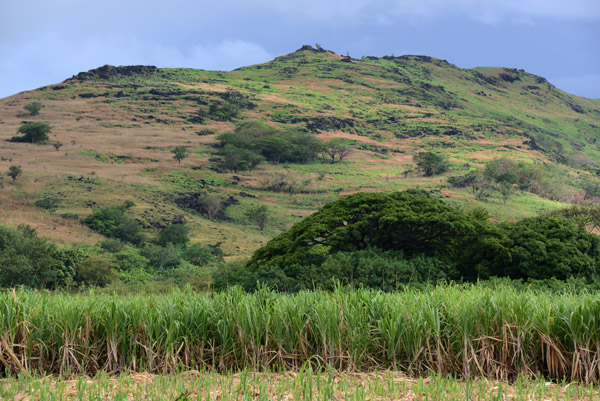 Sugar Cane Fields, northern Viti Levu-Fiji