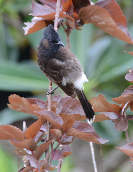 Little Brown Bird, Volivoli