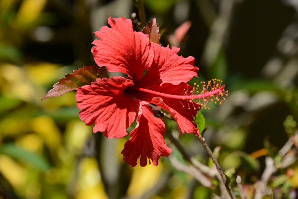 Hibiscus - Volivoli Beach Resort