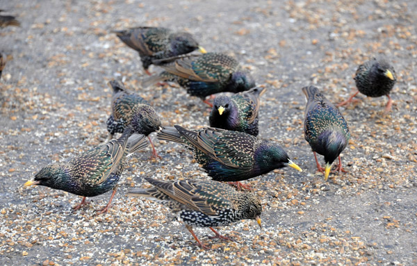 Starlings feeding, Kensington Gardens