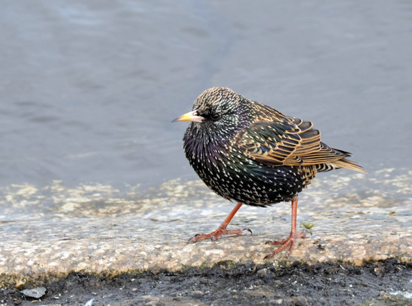 Starling, Round Pool, Kensington Gardens