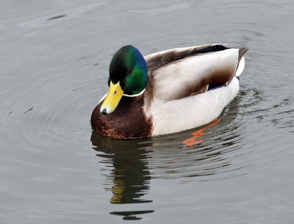 Mallard, Round Pond, Kensington Gardens