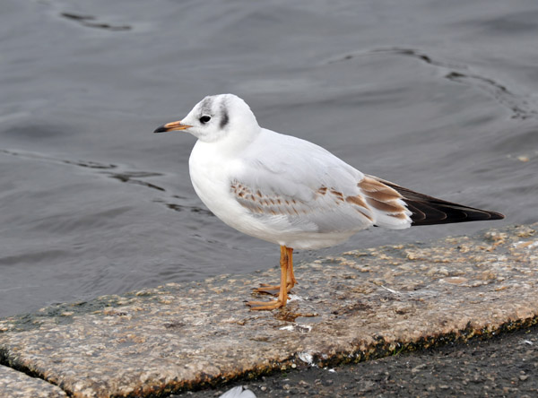 Gull, Round Pond, Kensington Gardens