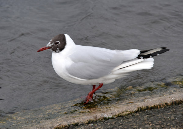 Gull, Round Pond, Kensington Gardens