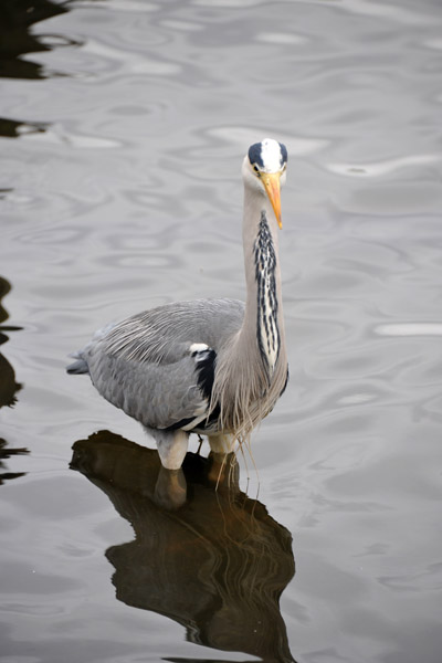 Grey Heron, The Long Water, Kensington Gardens